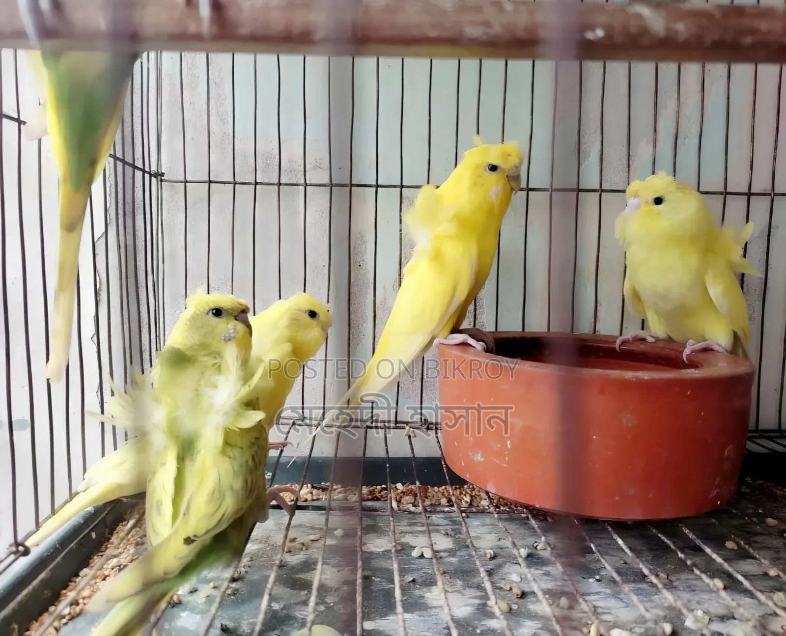জেপি পাখির পিছ