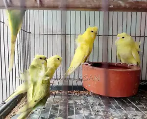 জেপি পাখির পিছ