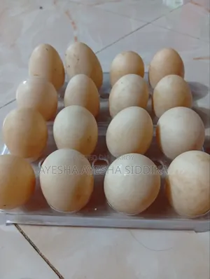 Chinese Duck Fertile Eggs Sale