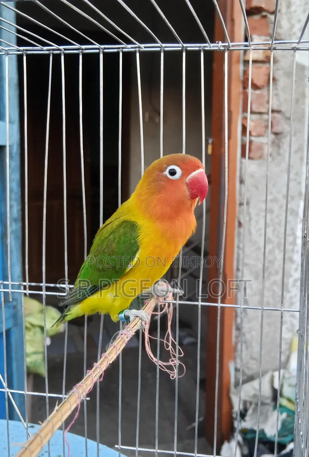গ্রিন ফিশার এডাল্ট মেল