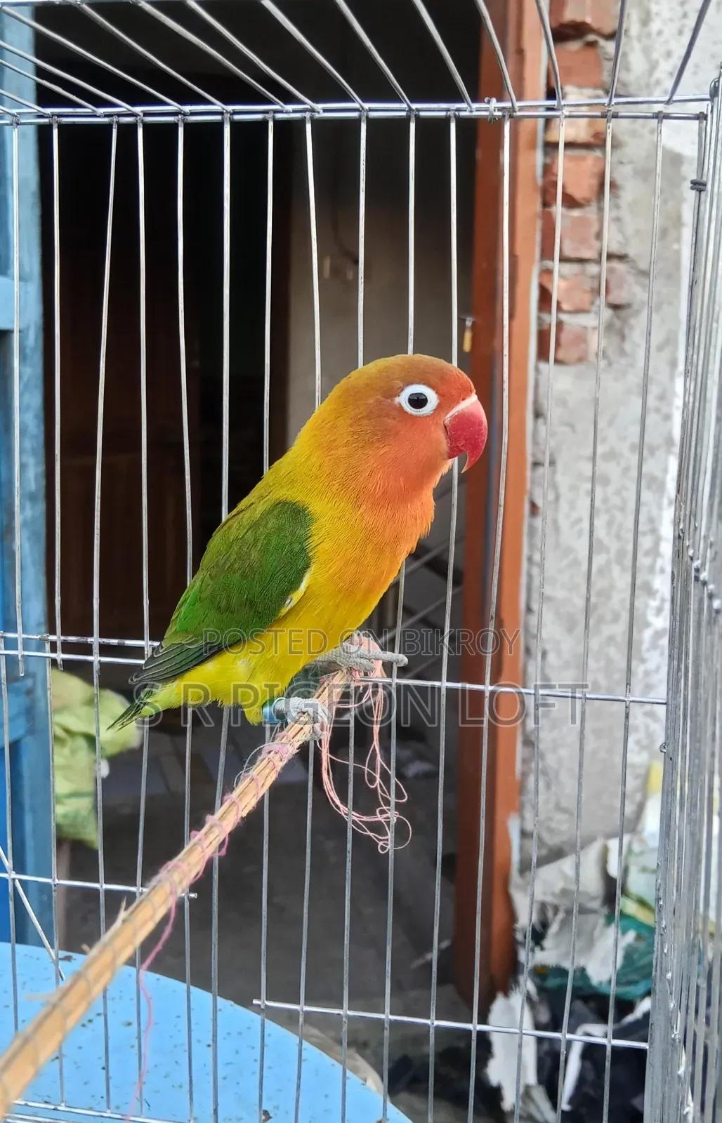 গ্রিন ফিশার এডাল্ট মেল