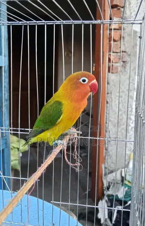 গ্রিন ফিশার এডাল্ট মেল