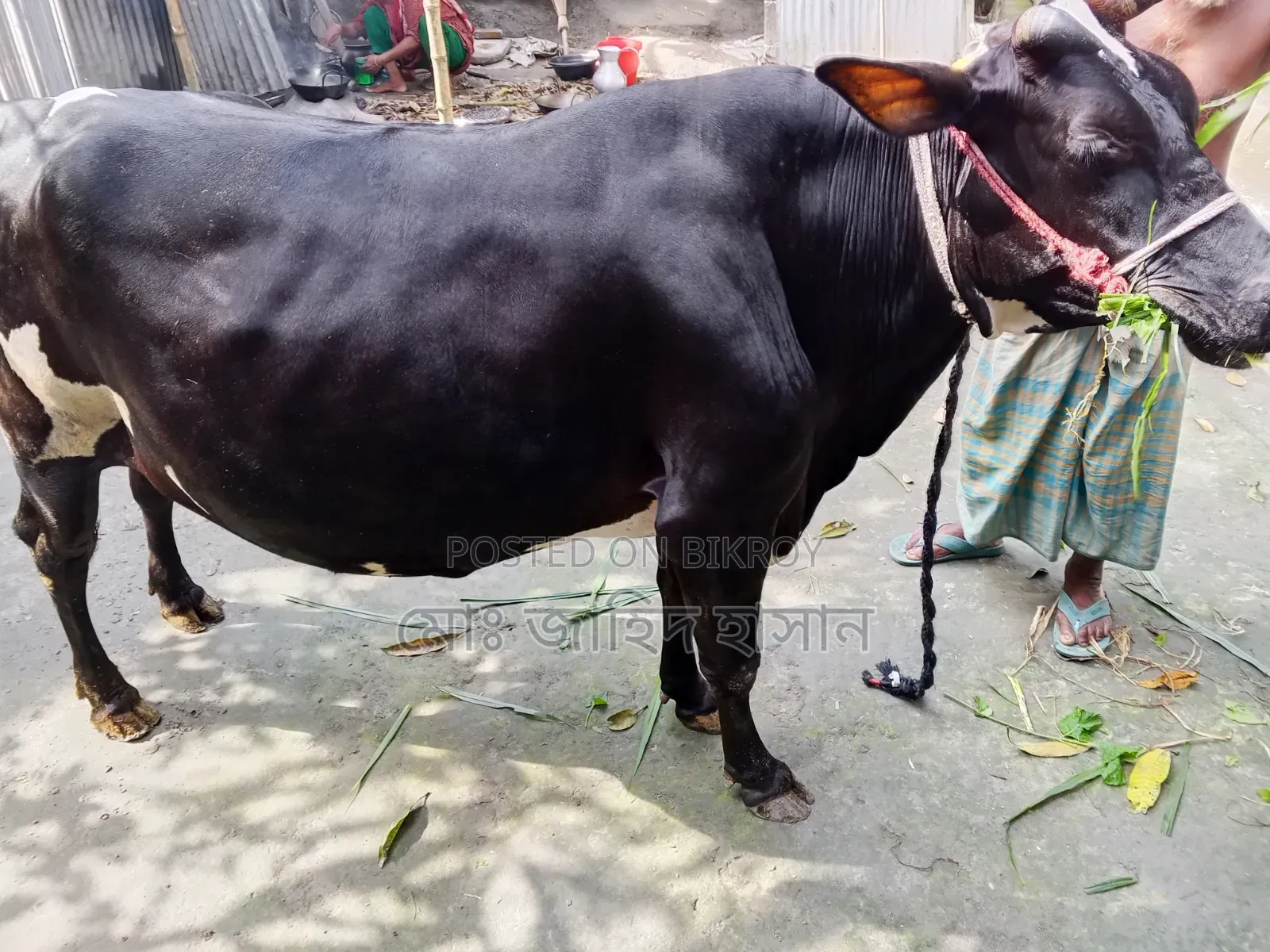 Cross Cow for Sale