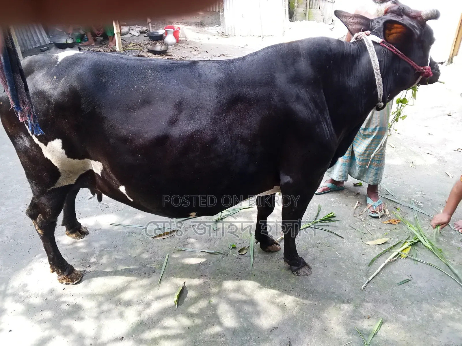 Cross Cow for Sale