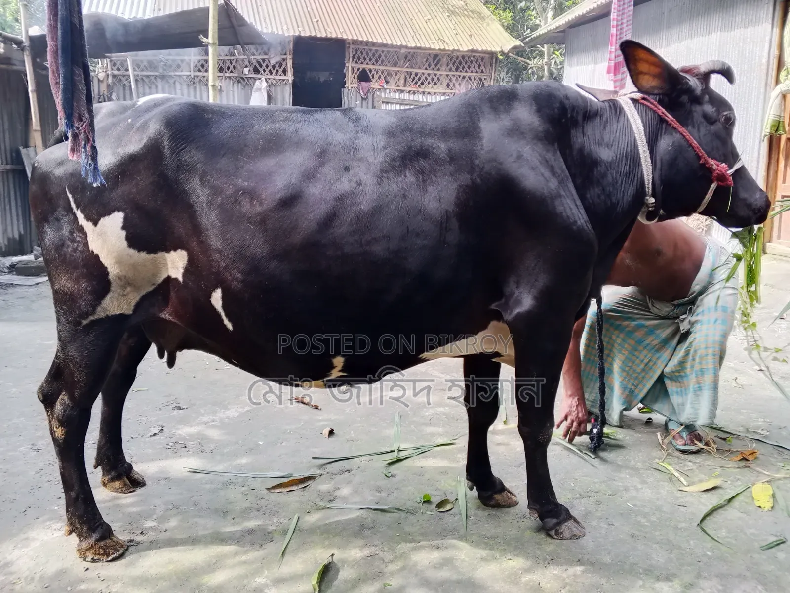 Cross Cow for Sale