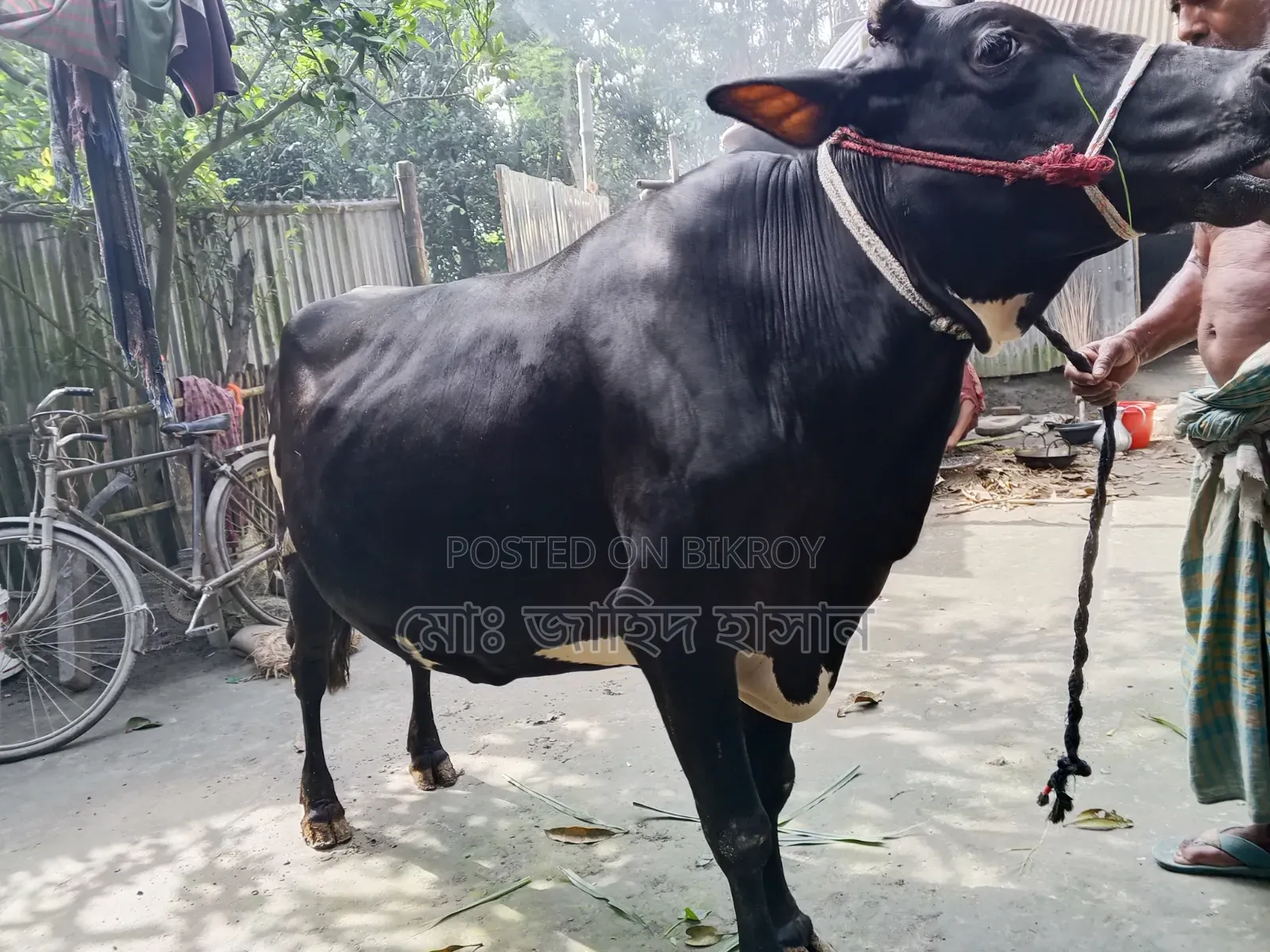 Cross Cow for Sale