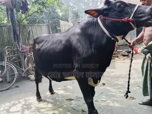 Cross Cow for Sale