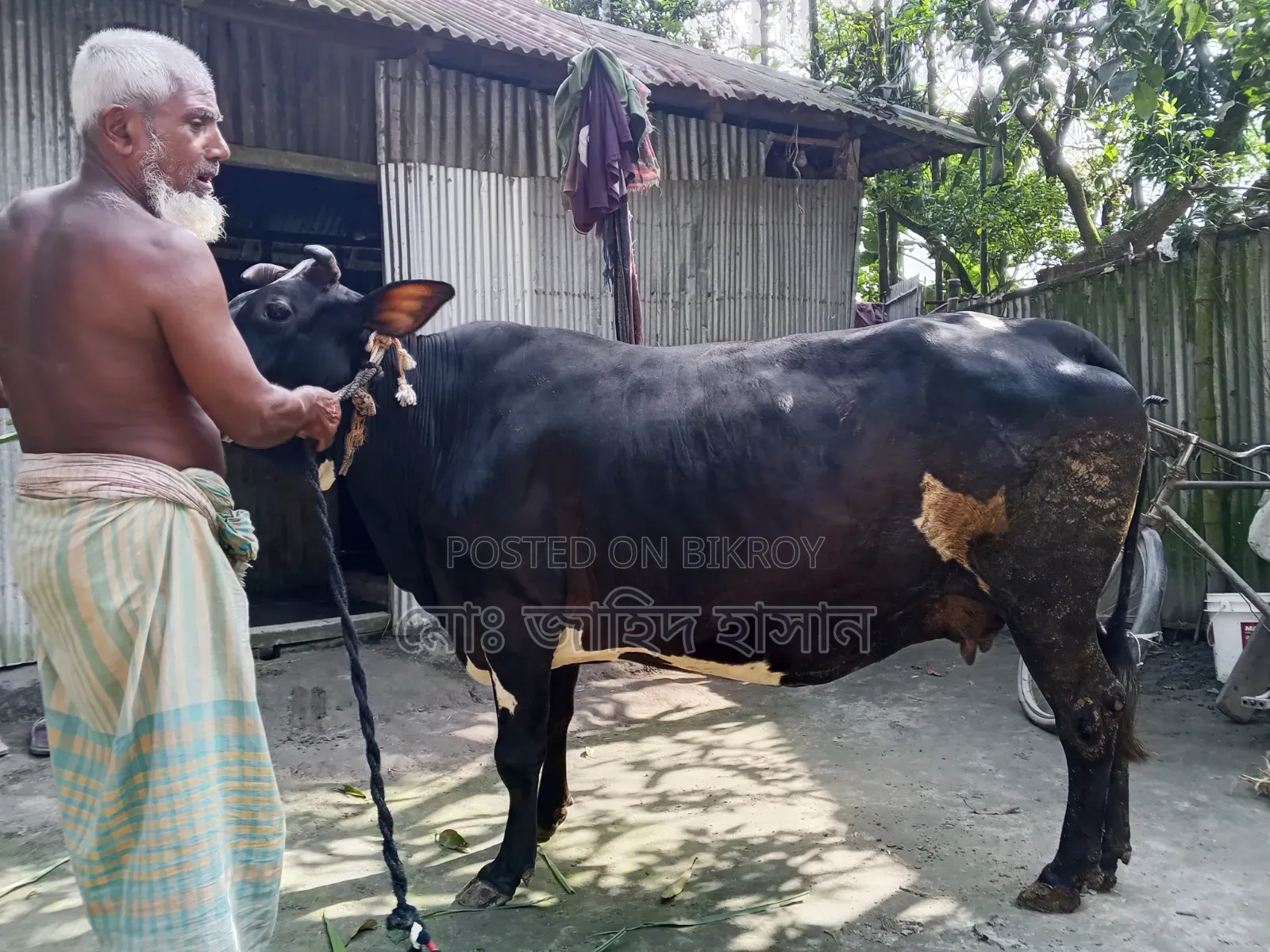 Cross Cow for Sale
