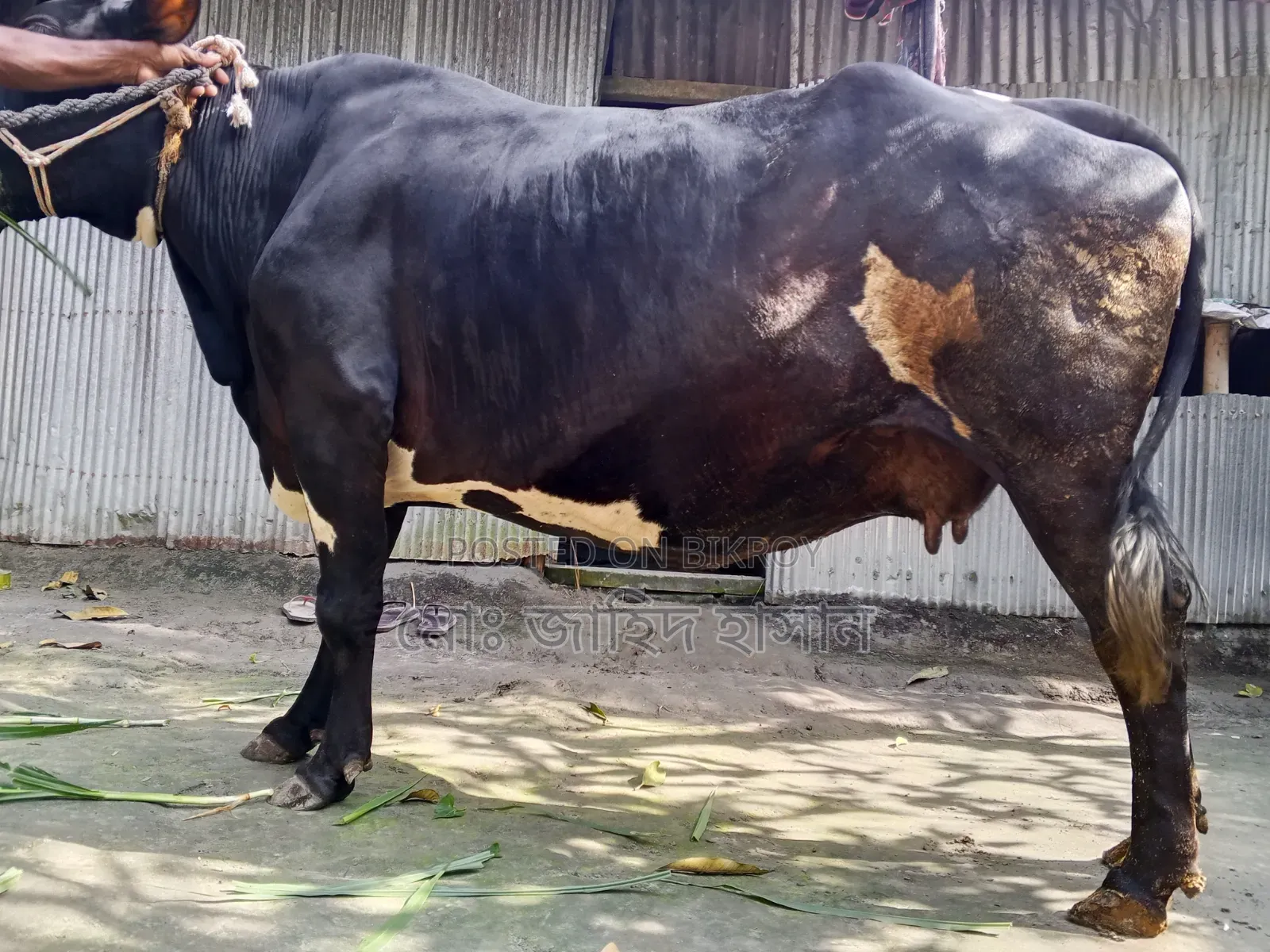 Cross Cow for Sale