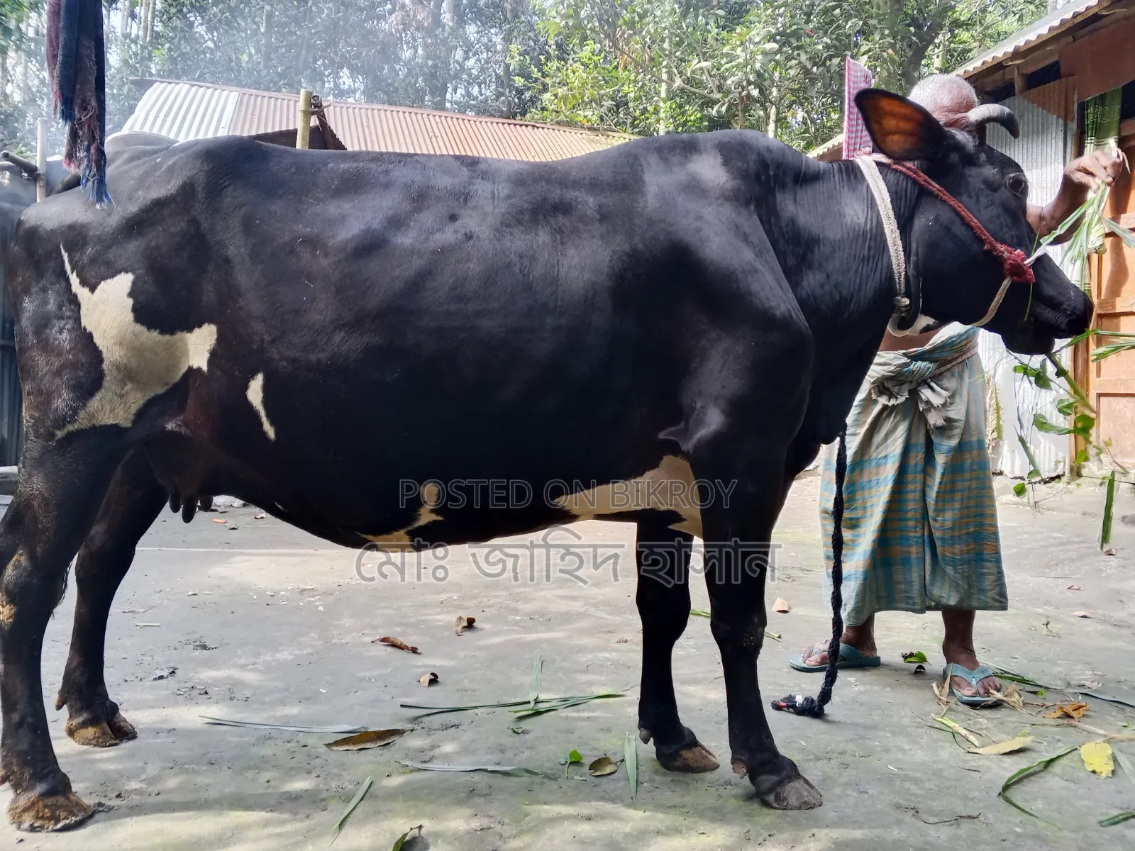 Cross Cow for Sale