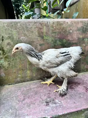কলম্বিয়ান ব্রাহমা ফিমেল