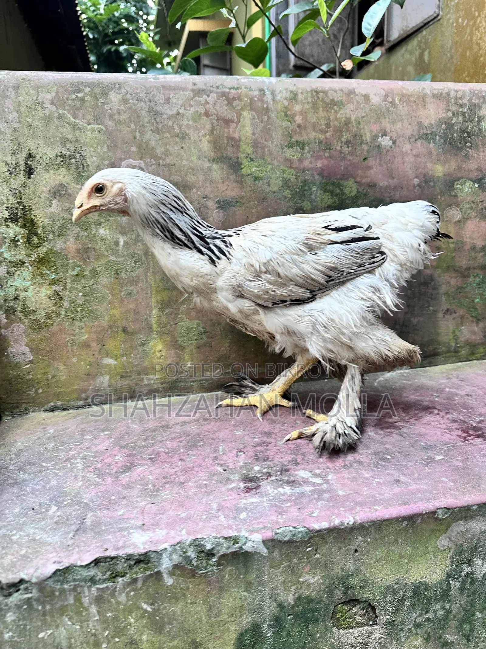 কলম্বিয়ান ব্রাহমা ফিমেল