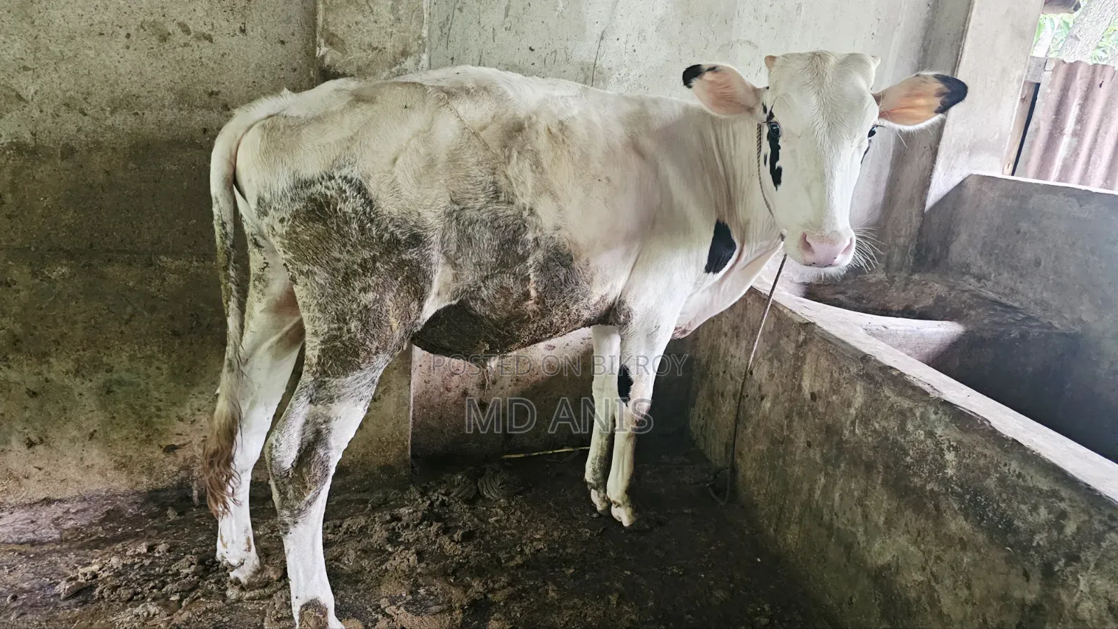 Good Quality Bull Calf