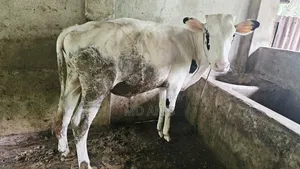 Good Quality Bull Calf