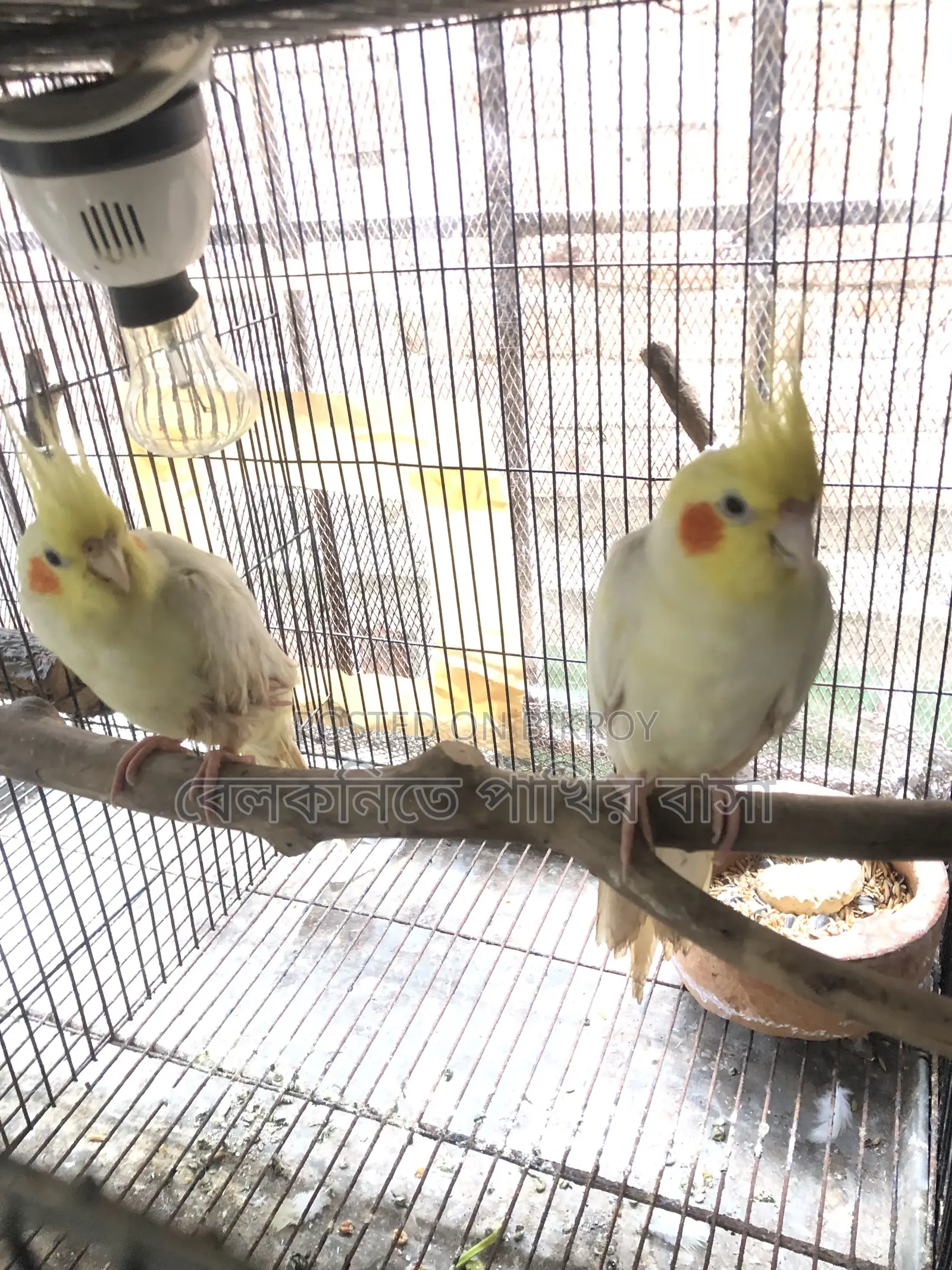 Yellow Cockatiel Bird (New Pair Mating)