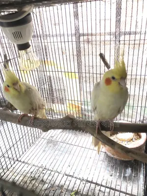 Yellow Cockatiel Bird (New Pair Mating)