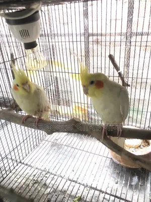 Yellow Cockatiel Bird (New Pair Mating)