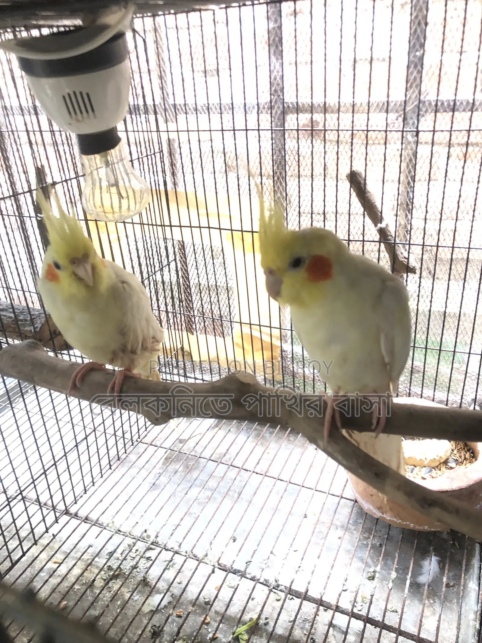 Yellow Cockatiel Bird (New Pair Mating)