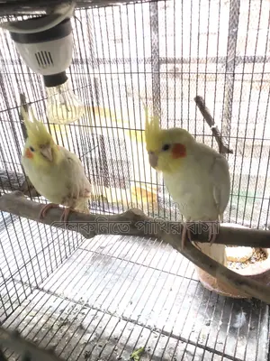 Yellow Cockatiel Bird (New Pair Mating)