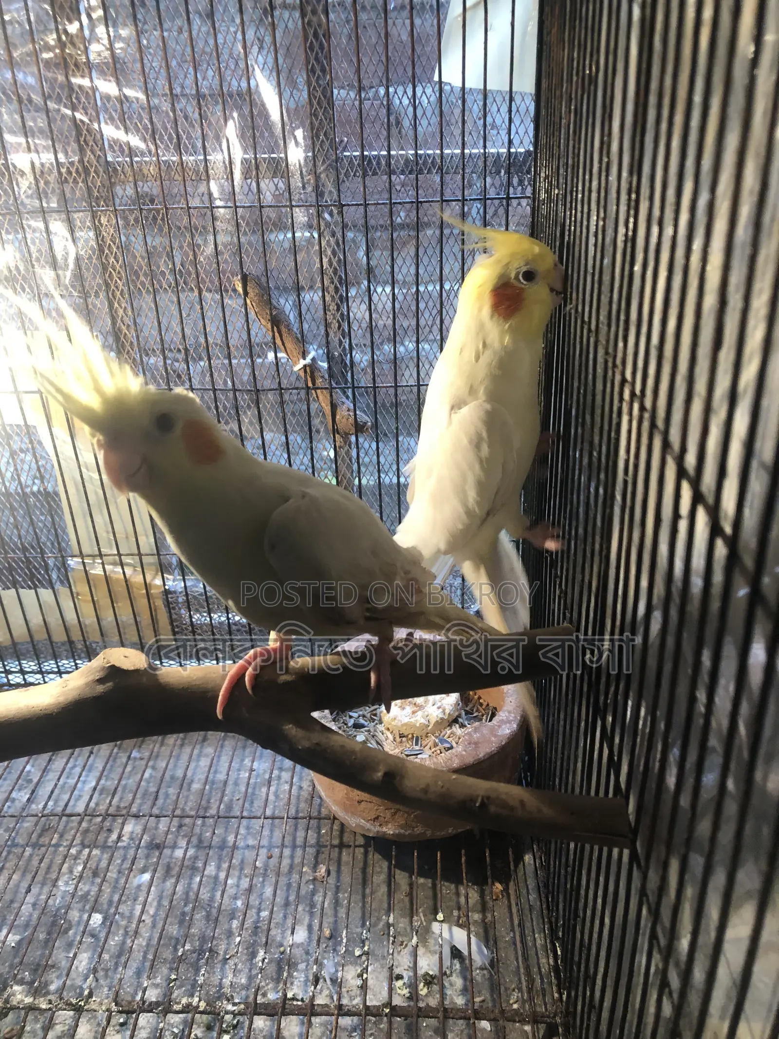 Yellow Cockatiel Bird (New Pair Mating)