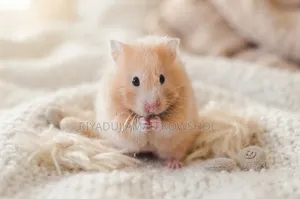 Hamster Adult Pair