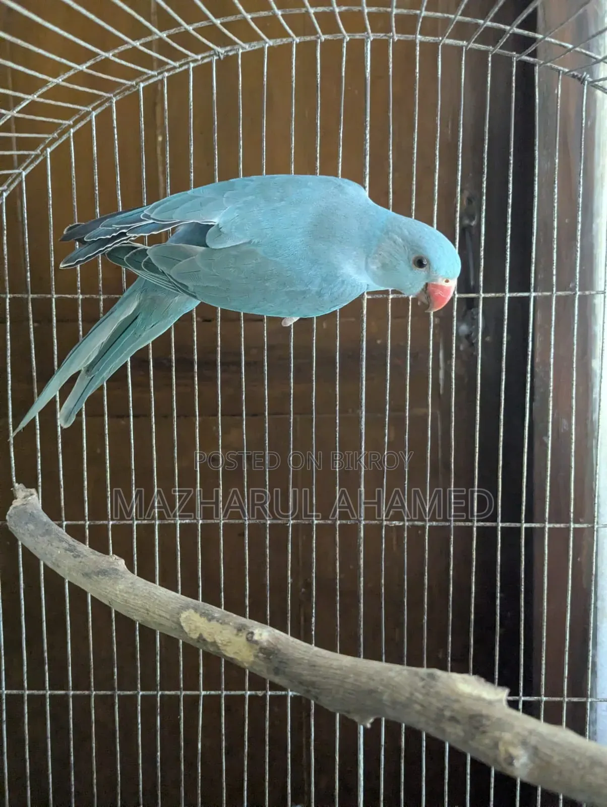 Blue Ringneck (Female)