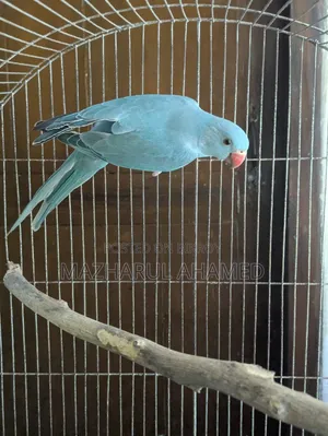 Blue Ringneck (Female)