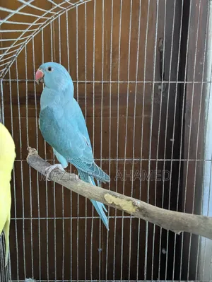 Blue Ringneck (Female)