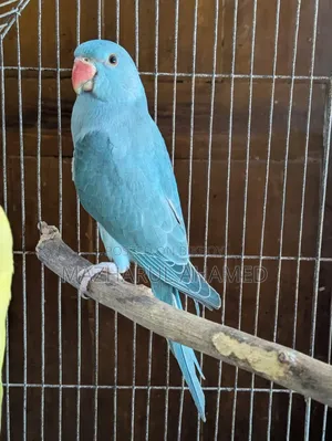 Blue Ringneck (Female)