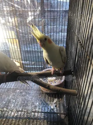 Yellow Cockatiel Bird (New Pair Mating)