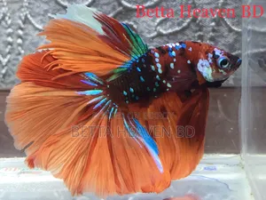 মাল্টিকালার নিমো কোই গ্যালাক্সি বেটা