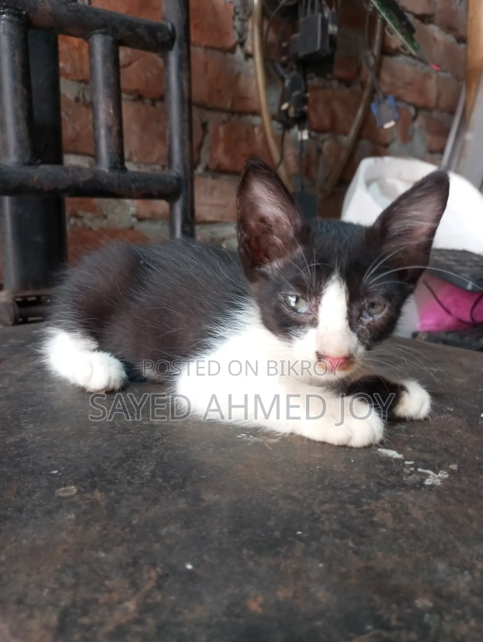 1-3 Months Male Purebred Bengal