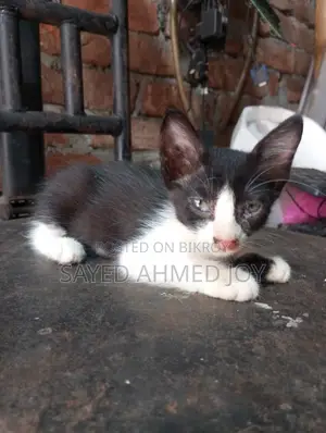 1-3 Months Male Purebred Bengal