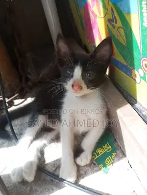 1-3 Months Male Purebred Bengal