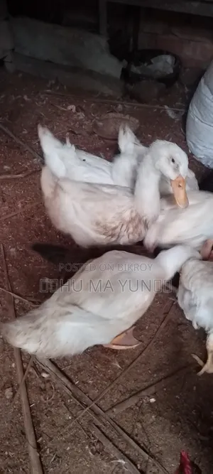 বেলজিয়াম হাস বিক্রি হবে
