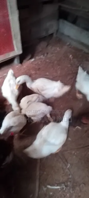 বেলজিয়াম হাস বিক্রি হবে