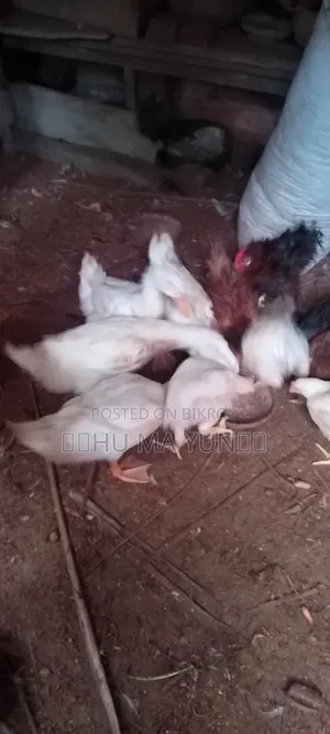 বেলজিয়াম হাস বিক্রি হবে