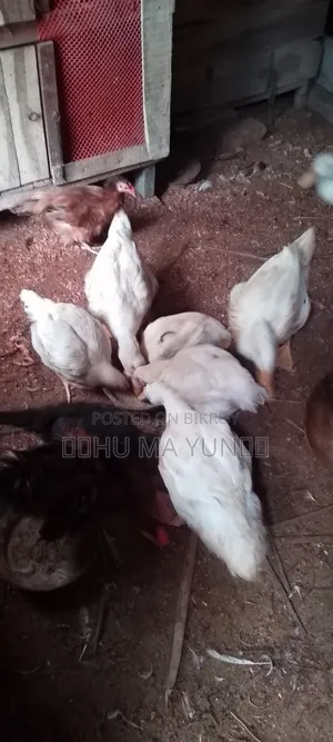 বেলজিয়াম হাস বিক্রি হবে