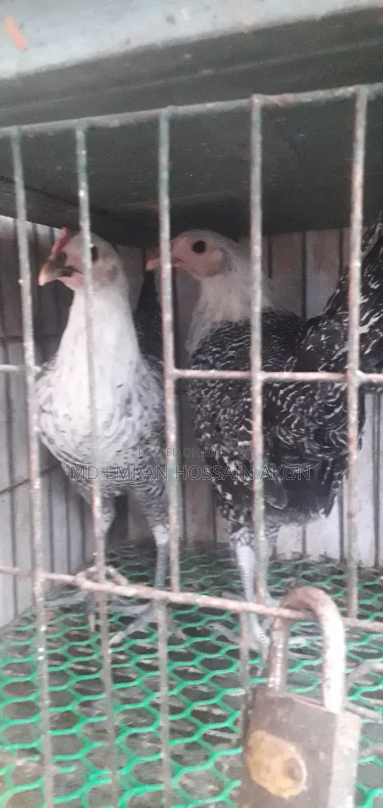 Fayomi Chicken