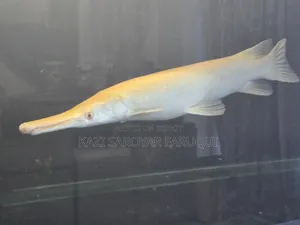 গোল্ডেন গার ২ ফুট+