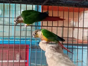 Yellow Sided Green Cheek Conure Adults Pair
