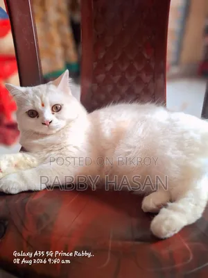 ১+ বছরের ফিমেল পিওরব্রেড পার্সিয়ান বিড়াল