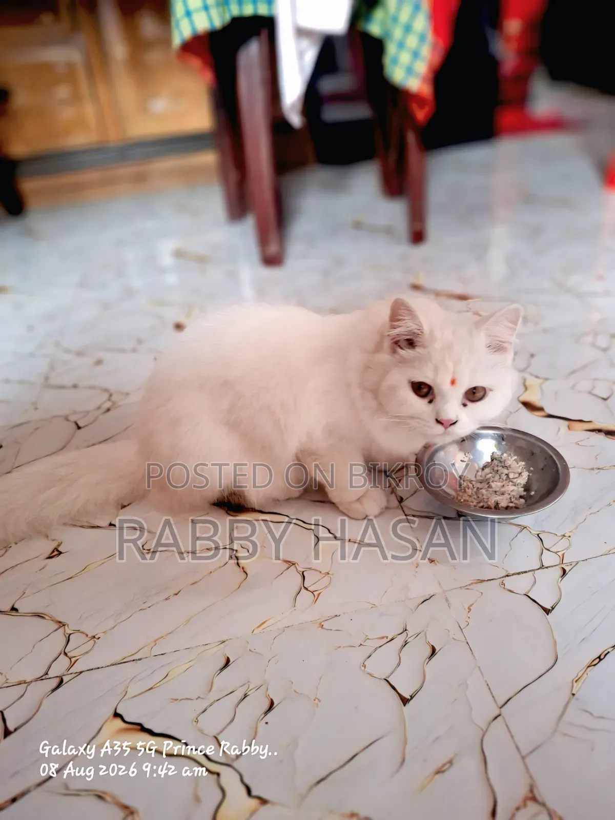 ১+ বছরের ফিমেল পিওরব্রেড পার্সিয়ান বিড়াল