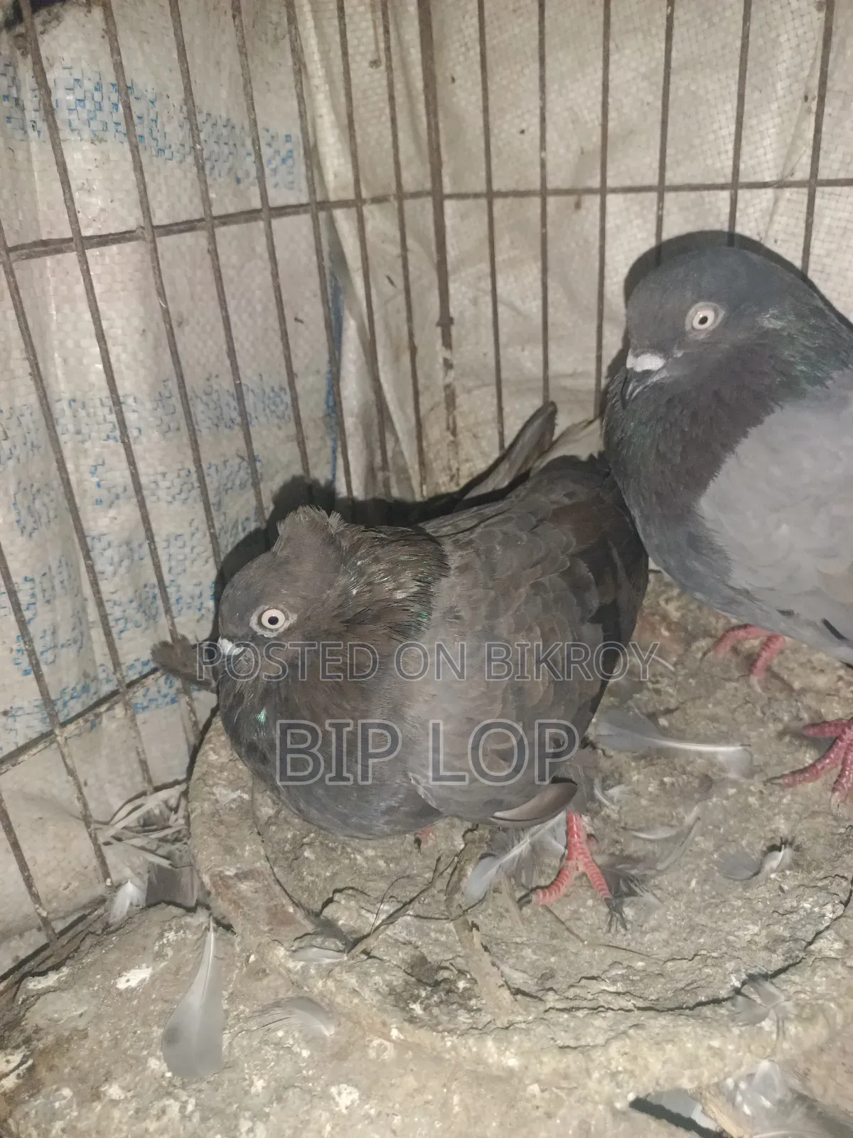 কবুতর জোড়া বিক্রি করা হবে