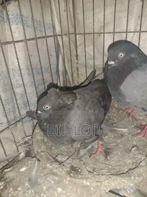 কবুতর জোড়া বিক্রি করা হবে