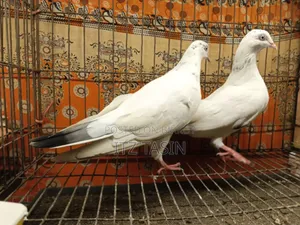গিরিবাজ মাদি পায়রা