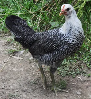 Fayomi Chicken