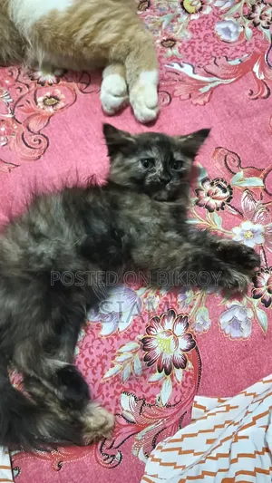 ১-৩ মাসের নারী মিক্সড ব্রিড পার্সিয়ান