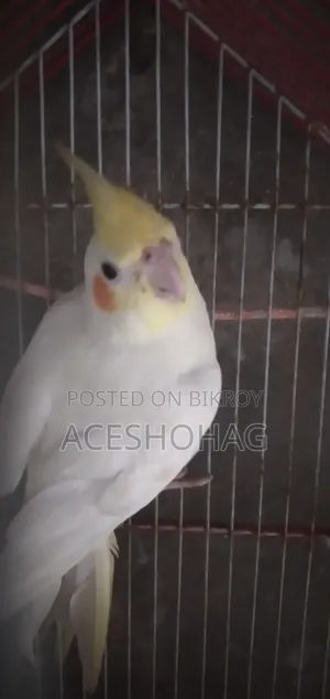 Cockatiel bird for sale