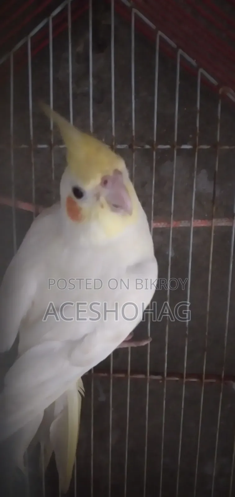 Cockatiel bird for sale
